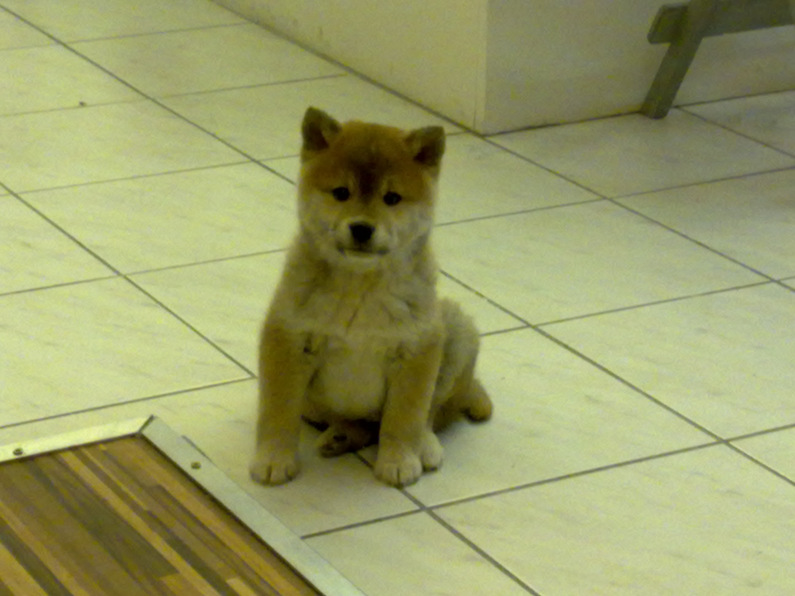 shiba 001