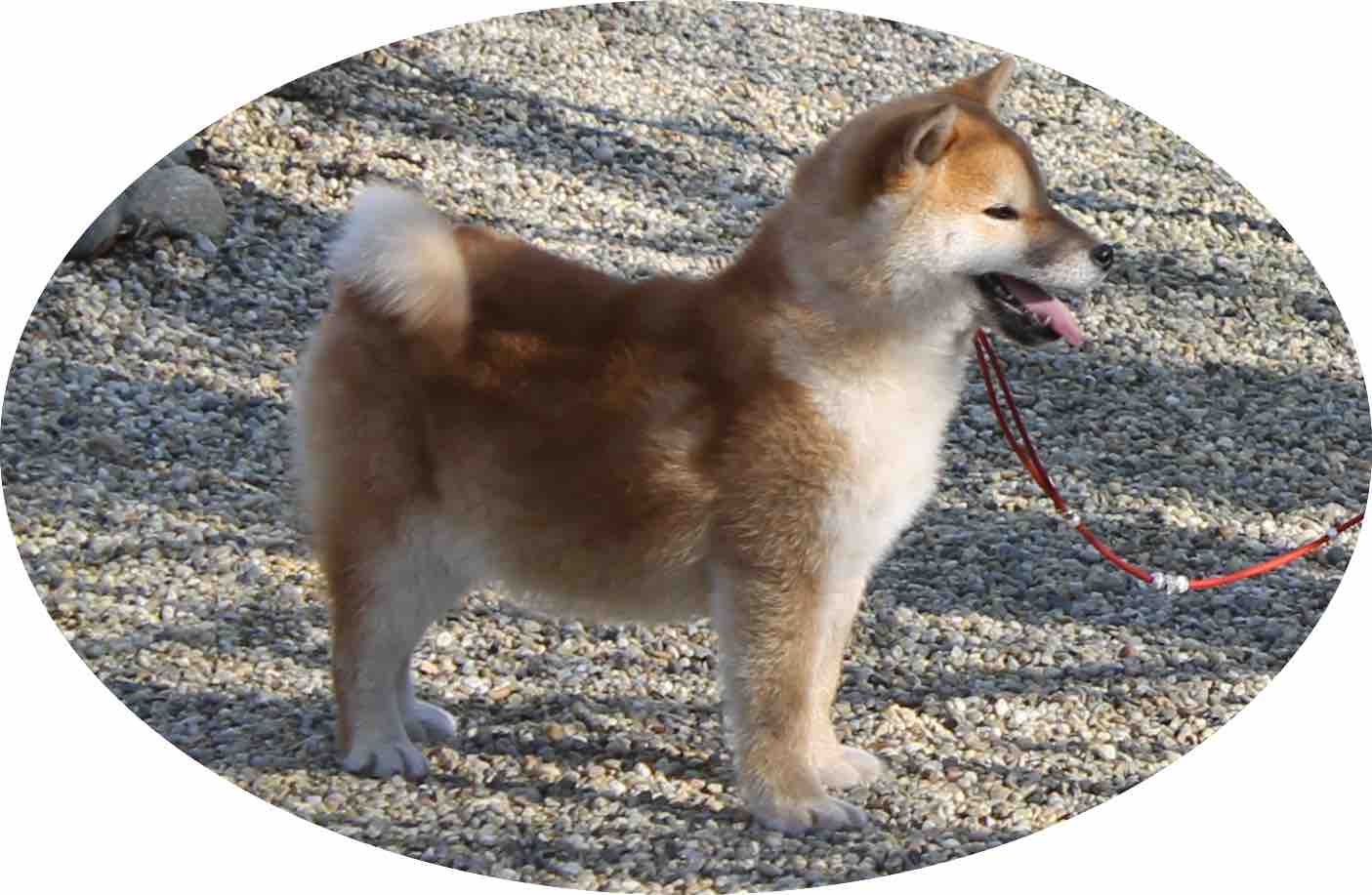 shib hp neu